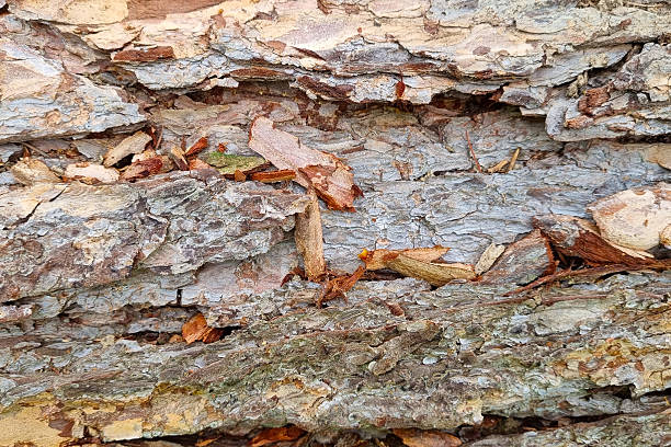 istock Textured Tree Bark Close-Up for Natural Background Design and Nature Studies 2229683205