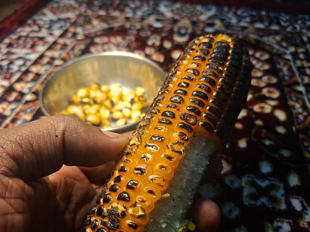 Sweet Corn : Corn kernels are small maize fruits containing a hard shell, dense starch-filled endosperm, and embryo germ essential for growth