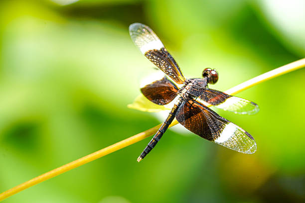 Close-up Macro Photograph of a Black and White Winged Dragonfly Perched on a Thin Stem Against a Soft Green Bokeh Background