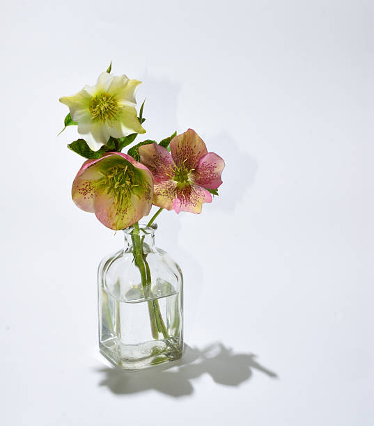 istock Three hellebores in clear glass bottle white background 2229685421