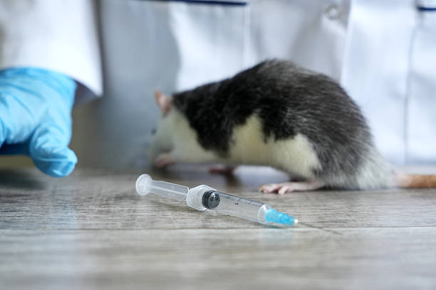 istock A rat and a syringe on the injection table. Veterinarian 2229685580