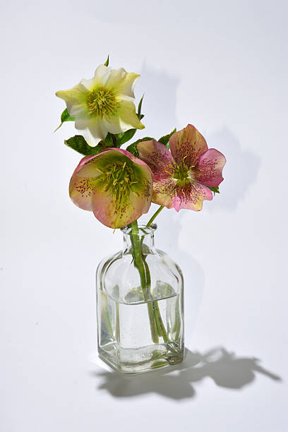 istock Three hellebores in clear glass bottle white background 2229685601