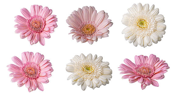 istock Gerbera Daisies Isolated on White Background, Collection. 2229687244