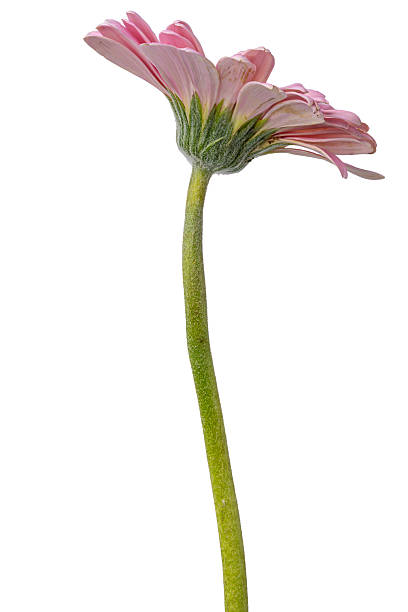 istock Pink Gerbera Flower Isolated on White Background 2229687718