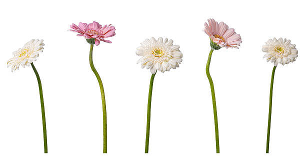 istock Gerbera Flowers, Assorted Colors Isolated on White Background. 2229687729