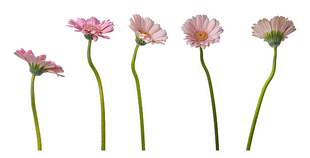 istock Pink Gerbera Flowers, Isolated on White Background 2229688131