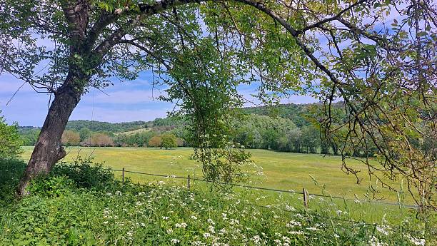 istock flowery green agricultural field 2229689502