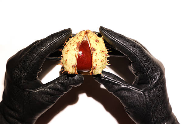 Hands in black gloves hold an open horse chestnut with a prickly shell containing a shiny seed. Perfect for autumn and nature looks, emphasizing a caring attitude towards nature.