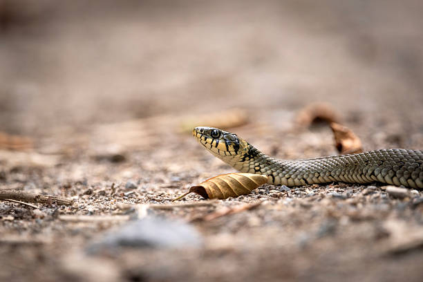 Close-up of a grass snake on the ground, Nowiny, Poland