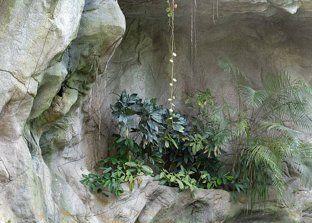 istock Tropical plants and vines in a cave 2229691345