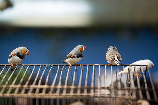 istock Small group of zebra finches perched on wire surface in aviary 2229693092