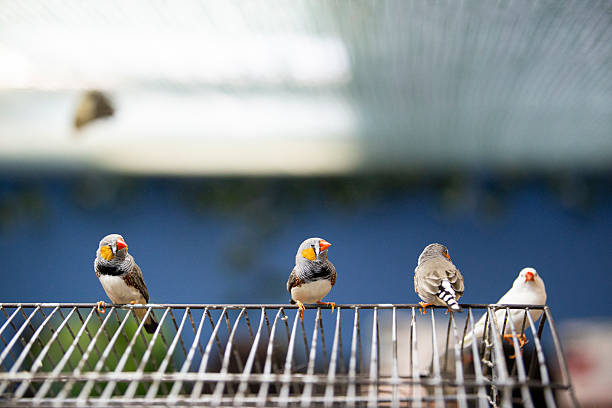 Sparrow. Sparrows on an electric wire. Wild birds wall art, print set. Nice birds photos for print