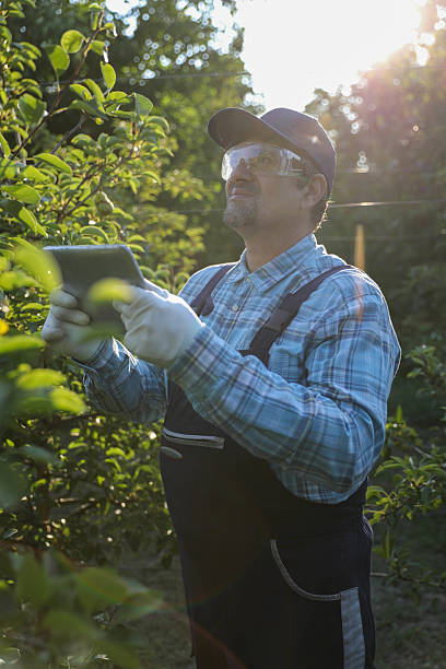 istock Senior Worker in Pear Orchard Using Modern Technology with Tablet for Orchard Care 2229693211