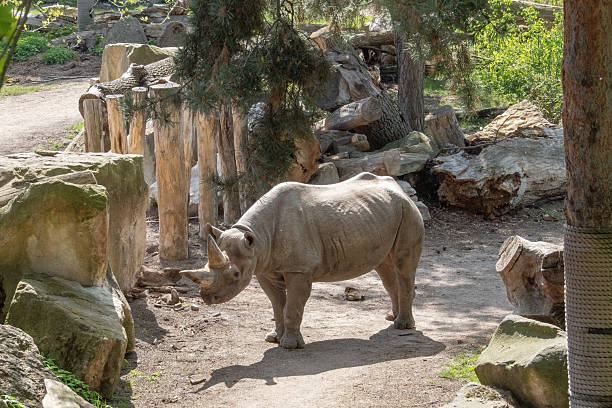 Animals in an open zoo in Ohio, USA - The Wilds - Ceratotherium simum simum - Southern White Rhino
