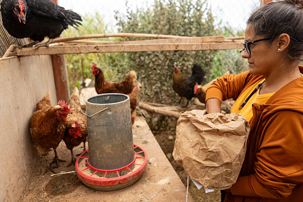 istock Farmer woman feeding chickens in a chicken coop 2229693714