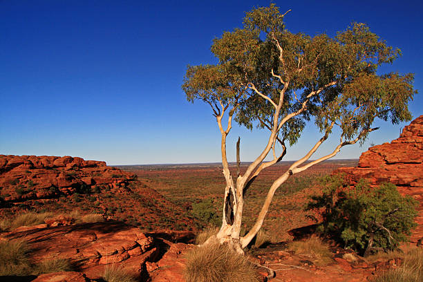 istock eucalyptus in the Kings Canyon 2229693736