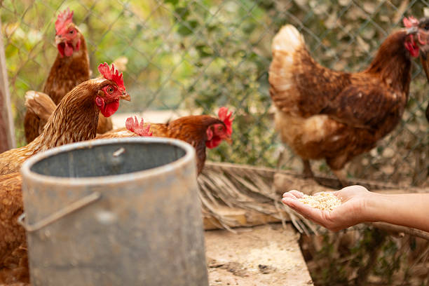 istock Farmer feeding chickens with grains in a chicken coop 2229693790