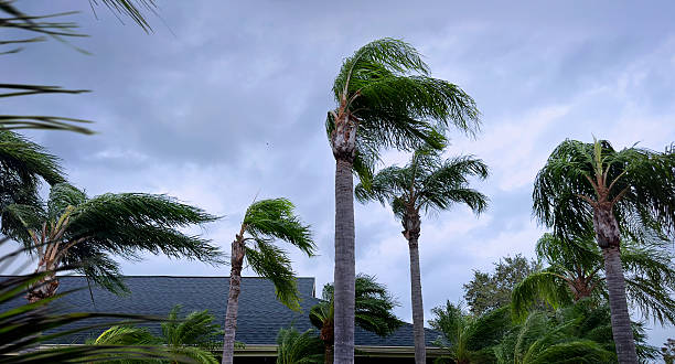 istock Bending palm tree leaves during tropical storm 2229694651