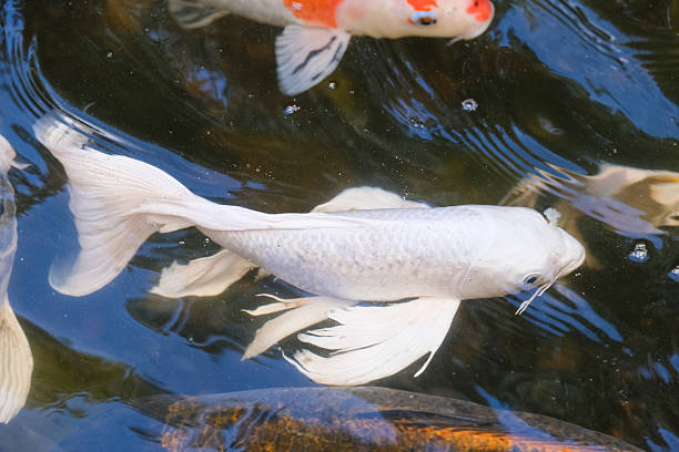 istock The graceful movements of the white koi fish. 2229698449