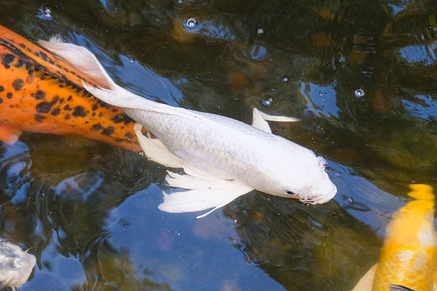 istock The stream is clear and the koi fish swim peacefully. 2229698812