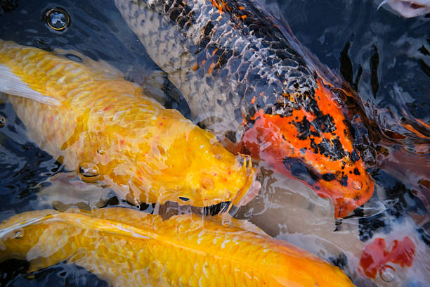 istock In the koi breeding pond. 2229698865