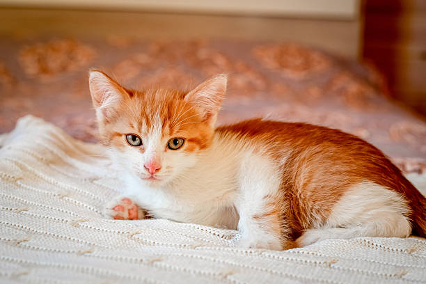 istock Cute red and white striped kitten on the bed 2229699238