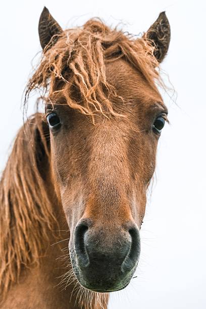 istock portrait of a horse 2229700257