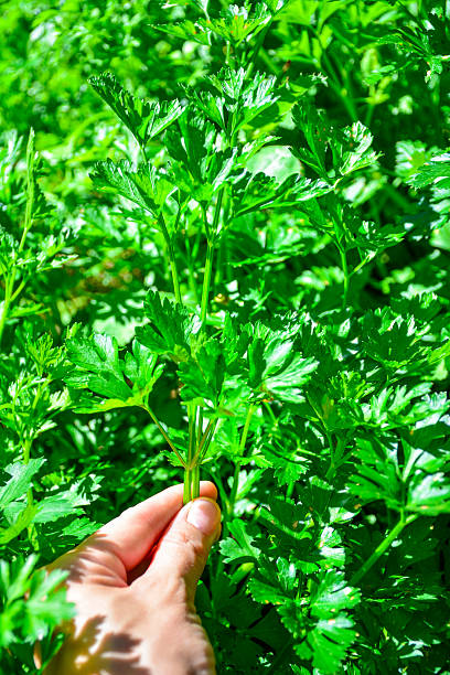 istock fresh, green parsley plant. 2229700977