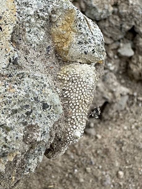 istock Fossilized colonial coral embedded in sedimentary rock 2229701114