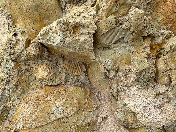 istock Fossilized Bivalve Shell Impressions in Sedimentary Rock 2229701223