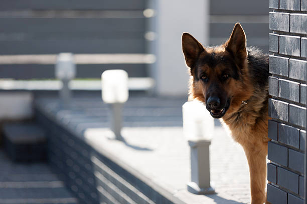 Alert German Shepherd standing and looking through a metal fence