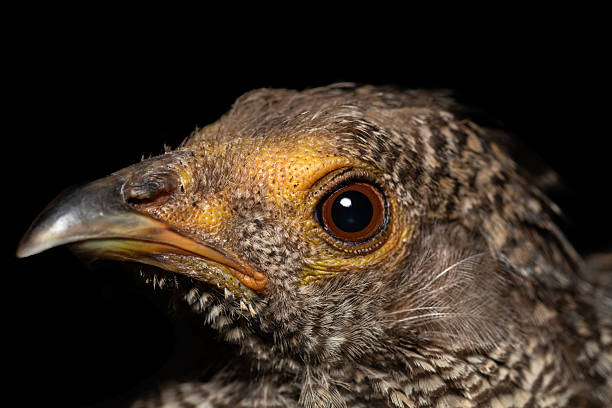 istock Female yellow golden pheasant closeup 2229702414