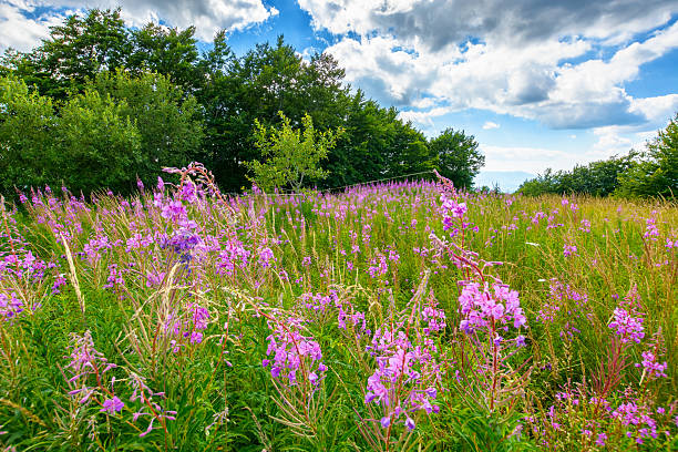 pink fireweed flower in nature pink fireweed flower in nature. natural flora of carpathians in summer. willowherb plant blooming on the alpine meadow in front of a forest background blossom stock pictures, royalty-free photos & images