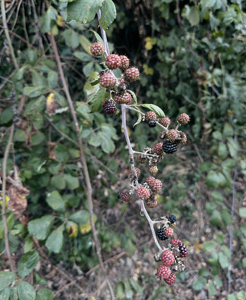 A thorny blackberry bramble (Rubus fruticosus agg.) arches into the frame, its clusters showing berries at varied stages—from green-red to glossy black—against softly blurred foliage. Tiny insects cling to a few drupelets, adding life to the close-up scene in natural light.\n\nTuscany, Summer.