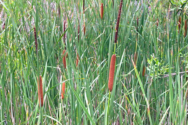 istock Cattails Along Fatty Creek Trail 2229703507