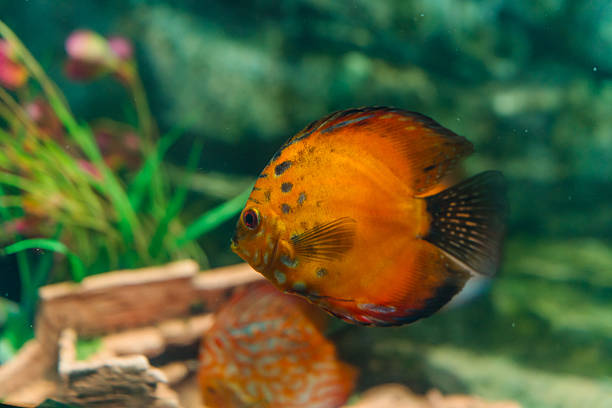 Fish in the blue aquarium in the oceanarium