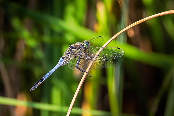 istock dragonfly close-up in morning light 2229704801