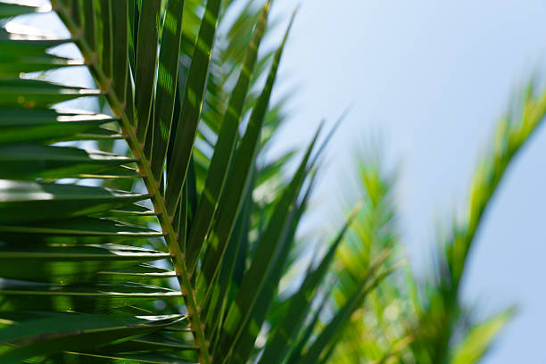 istock Background image with palm leaves, a place for text 2229705212