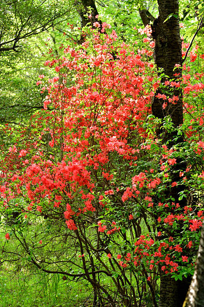 istock Rhododendron Simsii in Full Bloom 2229707196