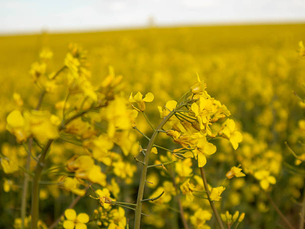 istock Bright Yellow Flowers Bloom in a Vast Field Under a Clear Sky During Springtime in the Countryside 2229708100