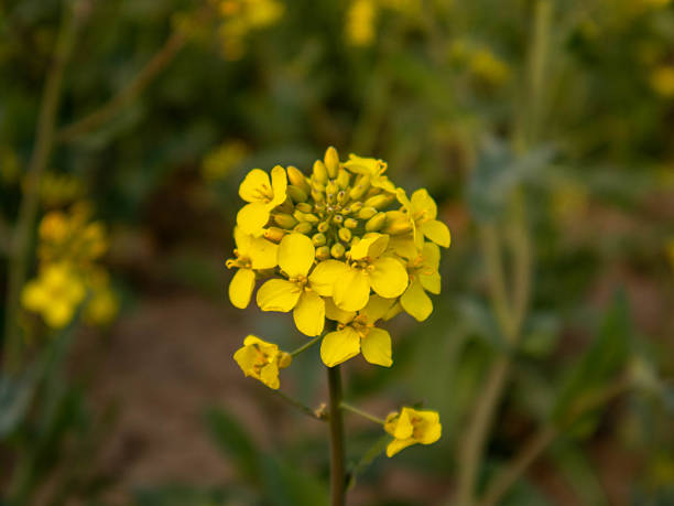 istock Bright Yellow Mustard Flower Blooms in a Field During Springtime 2229708105