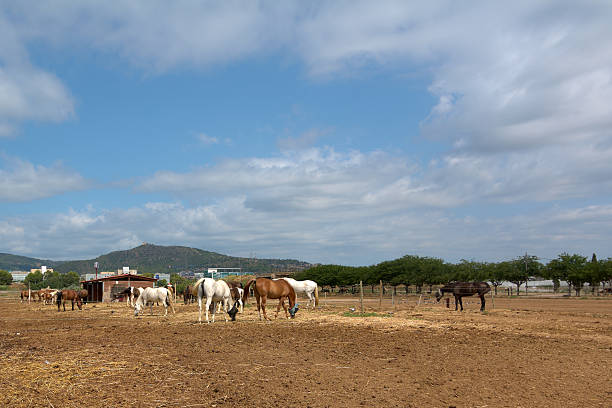 Horses and ponies grazing in a dirt field with a small wooden shack. The background has a hill and buildings.
