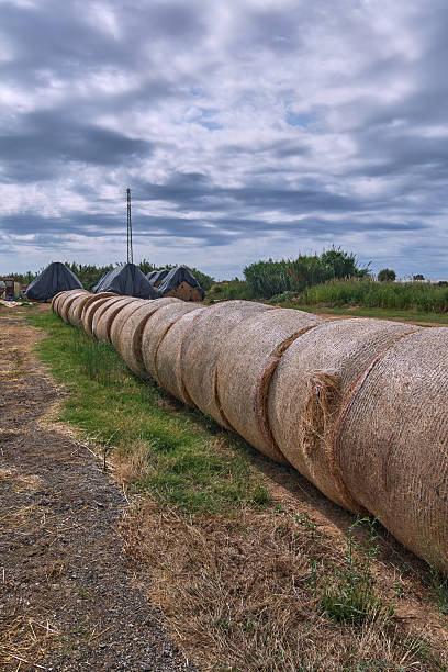 istock Rural agricultural landscape with straw bales. 2229709595