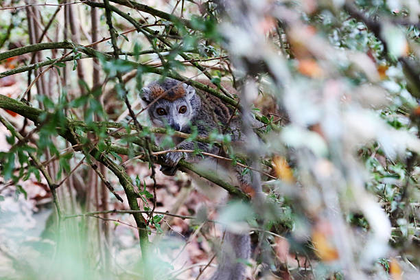 istock Unique monkey resting on branches in a lush forest during the early morning light 2229710916
