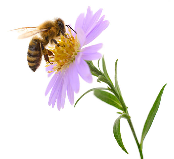 istock Honey bee on purple flower isolated on white background 2229712535