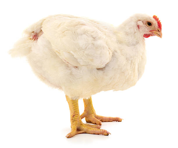 istock White broiler chicken isolated on white background 2229712547