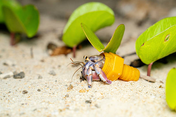 Hermit crab using garbage for a home instead of a sea shell in Okinawa, Japan