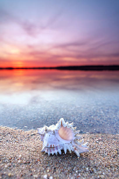 istock Autumn Glow with a Seashell by the Shore 2229715264