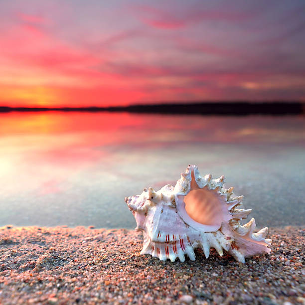 istock beautiful big seashell on the sand at the beach in sunset light 2229715392