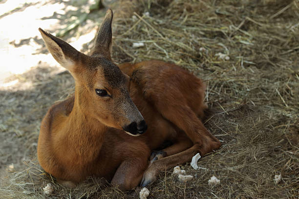 Deers resting under the tree